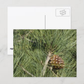 トーリーパインクローズアップカリフォルニアボタニカル ポストカード (正面/裏面)
