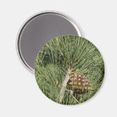 トーリーパインクローズアップカリフォルニアボタニカル マグネット (正面/裏面)