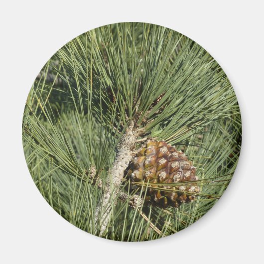 トーリーパインクローズアップカリフォルニアボタニカル マグネット (正面)