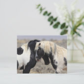 トール・マッカルーピークスワイルドホース ポストカード (スタンド正面)