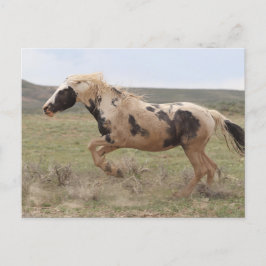 トール・マッカルーピーク ポストカード