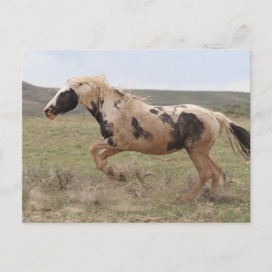 トール・マッカルーピーク ポストカード (正面)