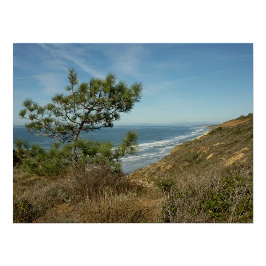 トーレイパインとカリフォルニアの海岸風景 ポスター (正面)