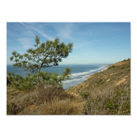 トーレイマツとカリフォルニアの海岸風景 フォトプリント (正面)