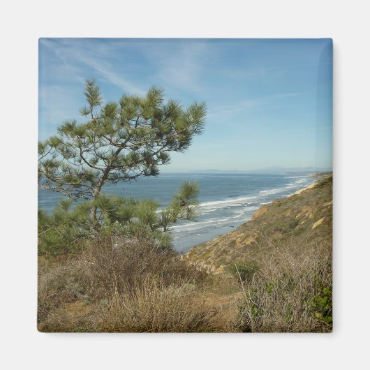 トーレイマツとカリフォルニア海岸の風景 マグネット (正面)