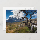 トーレスデルペイン国立公園、火災の木々を損傷 ポストカード (正面/裏面)