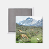 トーレスデルペイン – 冷蔵庫用マグネットバイベルベットエスケープ マグネット (正面/裏面)