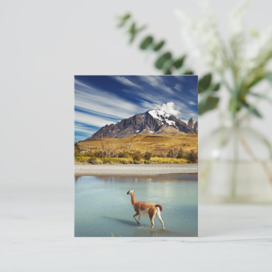 トーレス・デル・ペインの川を渡るグアナコ ポストカード (スタンド正面)