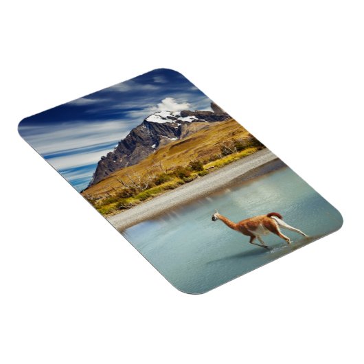 トーレス・デル・ペインの川を渡るグアナコ マグネット (右側)