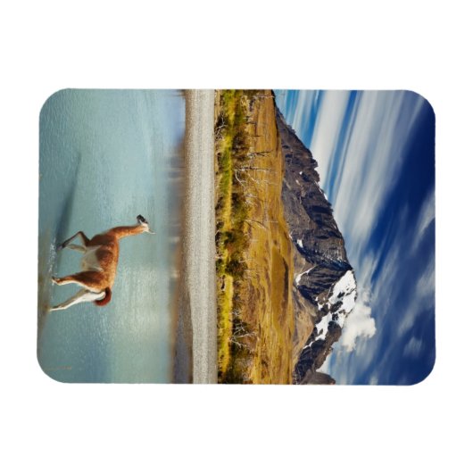 トーレス・デル・ペインの川を渡るグアナコ マグネット (横)