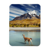 トーレス・デル・ペインの川を渡るグアナコ マグネット (縦)