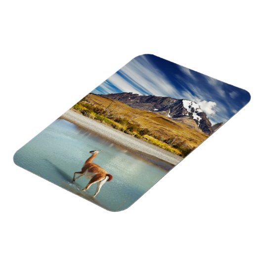 トーレス・デル・ペインの川を渡るグアナコ マグネット (左側)