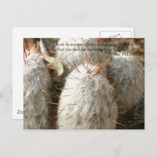 トーンズ ポストカード (正面/裏面)