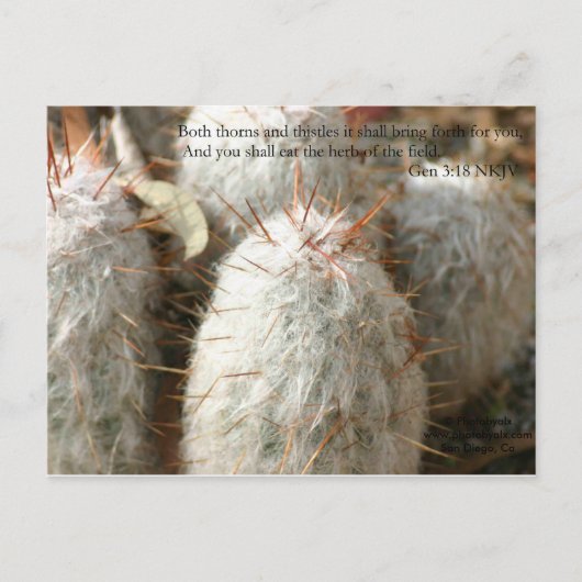 トーンズ ポストカード (正面)