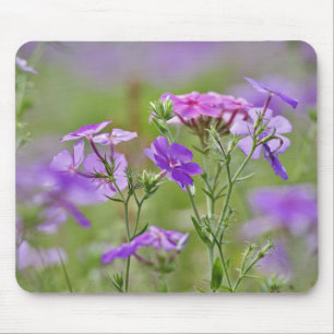 ドรัモン ド フロックス、Phlox drummondi、2のクローズアップ マウスパッド