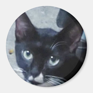 ドアの後ろの好奇心の猫 マグネット