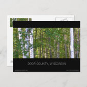 ドアカウンティ樺の木ツリーズポストカード ポストカード (正面/裏面)