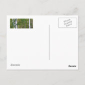 ドアカウンティ樺の木ツリーズポストカード ポストカード (裏面)