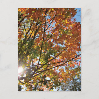 ドアカウンティ秋 ポストカード