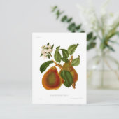 ドイエンヌデュコミー梨 ポストカード (スタンド正面)