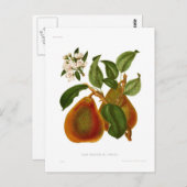 ドイエンヌデュコミー梨 ポストカード (正面/裏面)