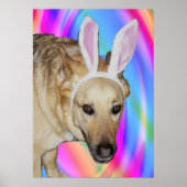 ドイツおもしろいの羊飼い犬とイースターバニーの耳 ポスター (正面)
