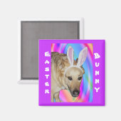 ドイツおもしろいの羊飼い犬とイースターバニーの耳 マグネット (正面/裏面)