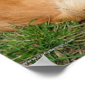 ドイツのクレインスピッツ犬 ポスター (角)