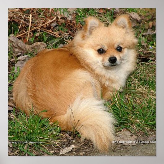 ドイツのクレインスピッツ犬 ポスター (正面)