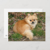 ドイツのクレインスピッツ犬 ポストカード (正面/裏面)