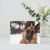 ドイツのシェパードはがき ポストカード (スタンド正面)