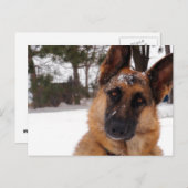 ドイツのシェパードはがき ポストカード (正面/裏面)