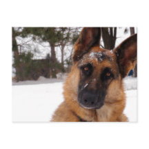 ドイツのシェパードはがき