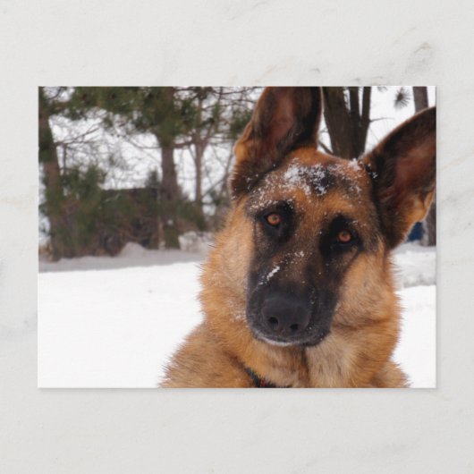ドイツのシェパードはがき ポストカード (正面)