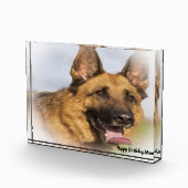 ドイツのシェパード犬 フォトブロック (右)