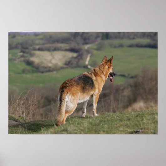 ドイツのシェファードダウンヒルを見て ポスター (正面)