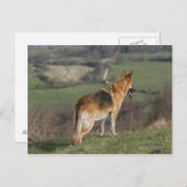 ドイツのシェファードダウンヒルを見て ポストカード (正面/裏面)