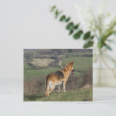 ドイツのシェファードダウンヒルを見て ポストカード (スタンド正面)