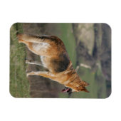 ドイツのシェファードダウンヒルを見て マグネット (横)