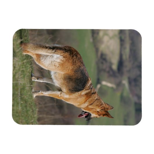 ドイツのシェファードダウンヒルを見て マグネット (横)