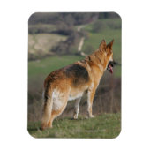 ドイツのシェファードダウンヒルを見て マグネット (縦)