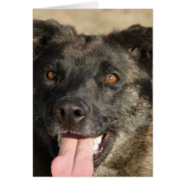 ドイツのシャーフェルドミックス (正面)