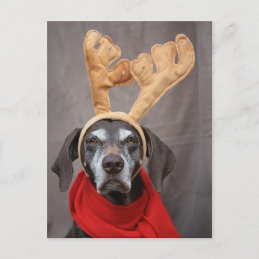 ドイツのトナカイ ポストカード (正面)