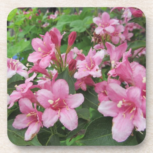 ドイツのピンクの花 コースター (正面)