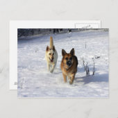 ドイツのランニング羊飼いの雪 ポストカード (正面/裏面)