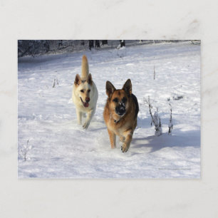 ドイツのランニング羊飼いの雪 ポストカード