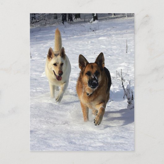 ドイツのランニング羊飼いの雪 ポストカード (正面)