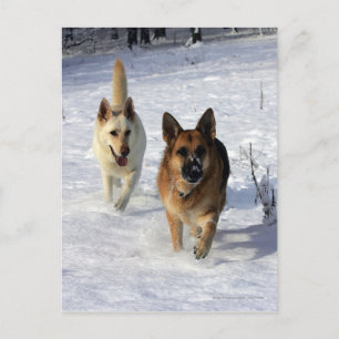 ドイツのランニング羊飼いの雪 ポストカード