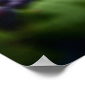 ドイツの収穫 – ぶどう狩り手のクローズアップ ポスター (角)