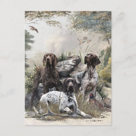 ドイツの短いポインタかドイツのクールザー ポストカード (正面)